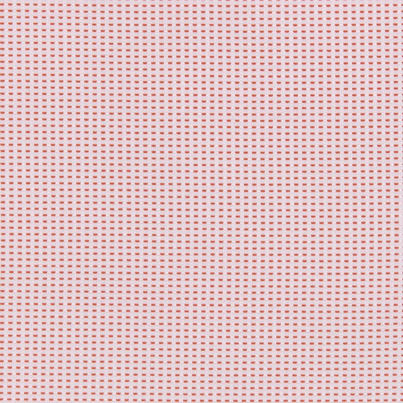 Carnation